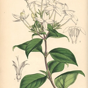 Peltale ariopsis, Ariopsis peltata