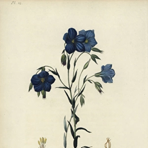 Perennial or Narbonne flax, Linum narbonense