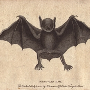 Peruvian bat or harelipped bat, Vespertilio leporinus