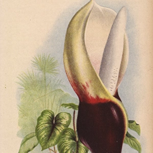 Philodendron mamei with blood-red and white inflorescence