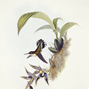 Phlogophilus hemileucurus, Ecuadorian piedtail