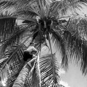 Picking Coconuts