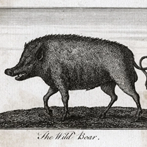 Pig / Wild Boar C1800