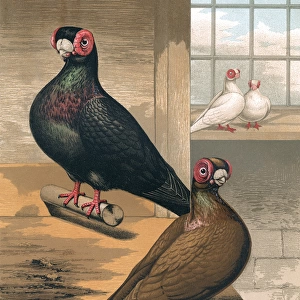 Pigeons - Black and Dun Barbs, English Fancy Breed
