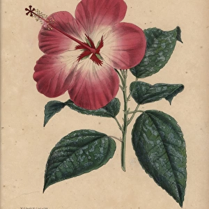 Pink and white hibiscus with variegated leaves
