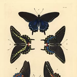 Pipevine and black swallowtwail butterflies