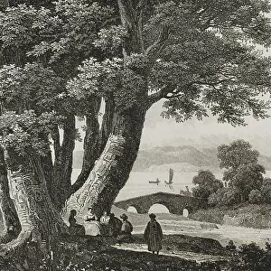 Plane trees of Godfrey of Bouillon. Prairie of Buyukdere