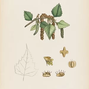 Plants / Betula Verrucosa
