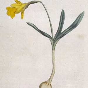 Plants / Narcissus Minor
