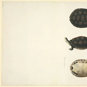Plate 97 from the John Reeves Collection (Zoology)