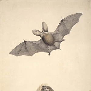 Plecotus auritus, brown long-eared bat