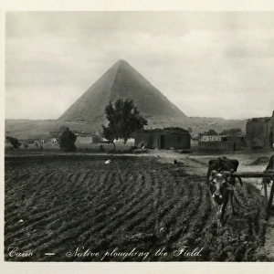 Ploughing with Oxen near Pyramids, Giza, Cairo, Egypt