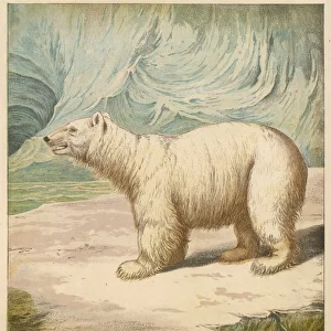 Polar Bear / Baxter / 1850
