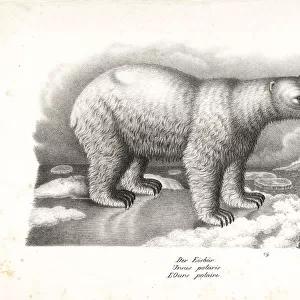 Polar bear, Ursus maritimus. Vulnerable