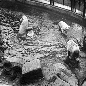 Five polar bears on holiday at London Zoo