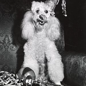 Poodle Date: circa 1960s