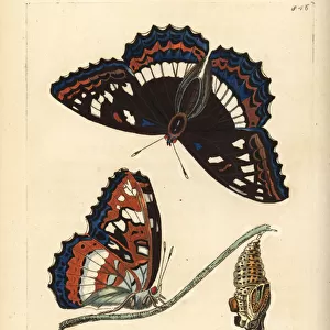 Poplar admiral butterfly, Limenitis populi