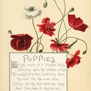 Poppies, Papaver rhoeas, and calligraphic poem