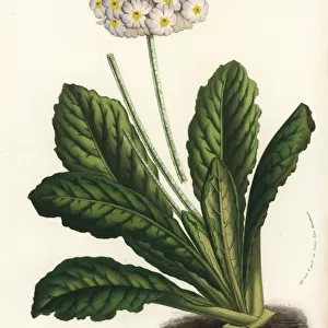 Primrose variety, Primula erosa