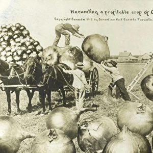A profitable crop of Onions grown in Canada