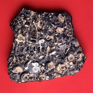 Promicroceras planicost, jurassic ammonites