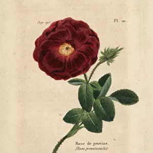 Provence rose, Rosa provincialis