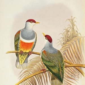 Ptilinopus wallacii, Wallaces fruit-dove