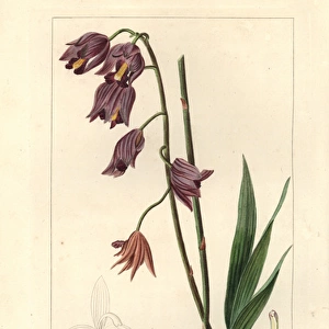 Purple cymbidium orchid, Cymbidium purpureum