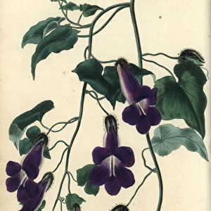 Purple flowered climbing plant, Maurandia barclayana