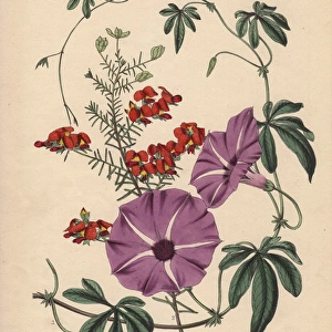 Purple flowered Ipomoea palmata and scarlet
