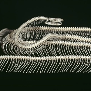 Python molurus, tiger python