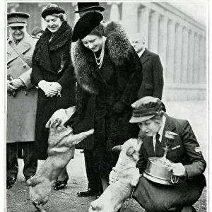 The Queen and Princesses corgis, inspection of YMCA canteen