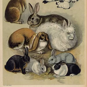 Animals Framed Print Collection: Wildlife