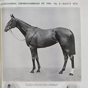 Racehorse Saucy Sue