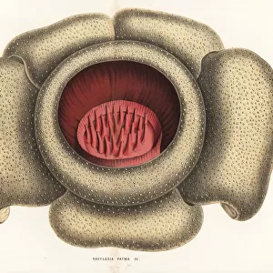 Rafflesia horsfieldii