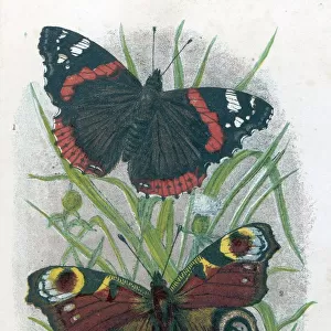 Animals Framed Print Collection: Butterflies