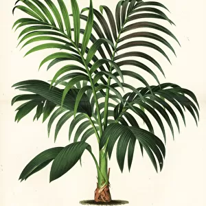 Red leaf palm, Chambeyronia macrocarpa