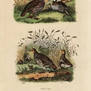 Red-legged partridge, Lectures rufa, and grey