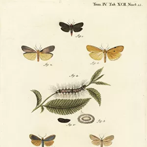 Red-necked footman, four-spotted footman and buff footman