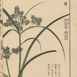 Reeds and blue flowers of Cyperus Iwasakii Mak