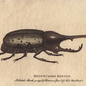 Rhinoceros beetle brought from the island of