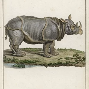 Rhinoceros (C18)