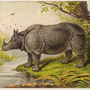 Rhinoceros / Kronheim 1869