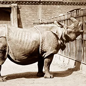 Rhinoceros (probably London Zoo) hand coloured photo