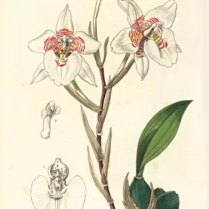 Rhynchostele cervantesii subsp. membranacea orchid