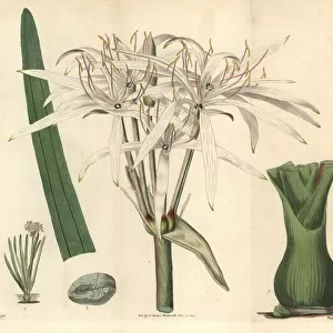 River crinum lily, Crinum viviparum