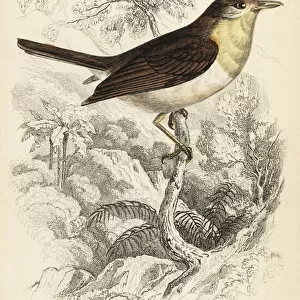 Robin flycatcher, Muscicapa rubecola