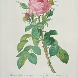 Rosa bifera macrocarpa, Lelieurs four-seasons rose