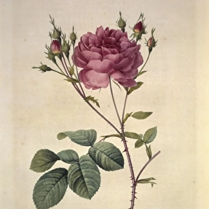 Rosa centifolia anglica rubra, Cumberland rose