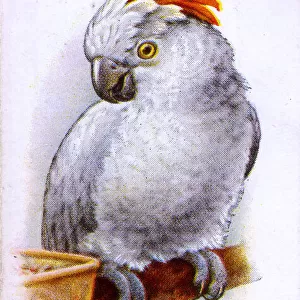 Rose-Crested Cockatoo